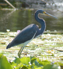 Egretta tricolor