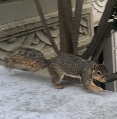 Sciurus niger
