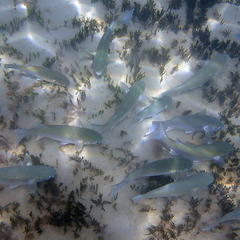 Crenimugil crenilabis