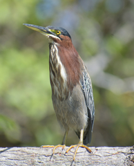 Butorides virescens
