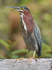 Butorides virescens