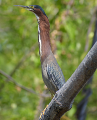 Butorides virescens