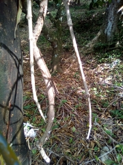 Anolis wilsoni