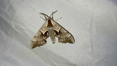 Smerinthus saliceti