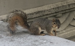 Sciurus niger