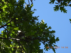 Chondestes grammacus