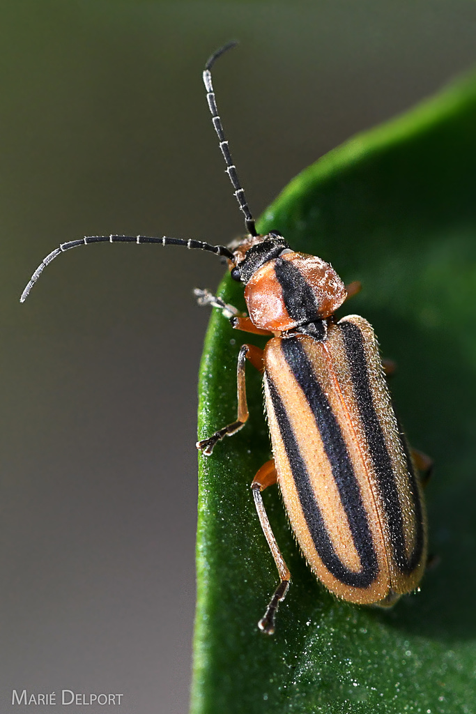 Afronycha bivittata