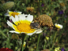 Tropinota squalida canariensis
