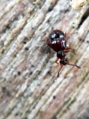 Brachygluta fossulata