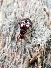 Brachygluta fossulata