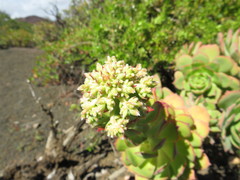 Aeonium percarneum