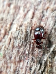 Brachygluta fossulata