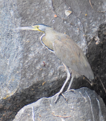 Tigrisoma mexicanum