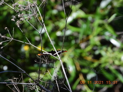 Limenitidini