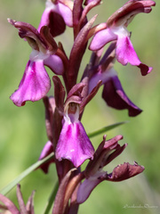 Anacamptis collina