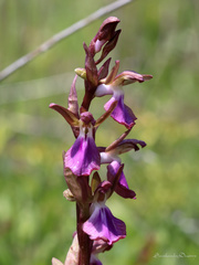 Anacamptis collina
