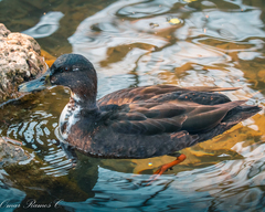 Anas platyrhynchos domesticus