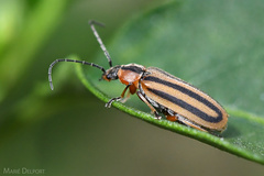 Afronycha bivittata