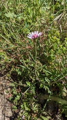 Crepis rubra