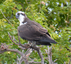 Pandion haliaetus