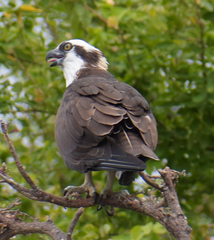 Pandion haliaetus