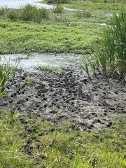 Alligator mississippiensis