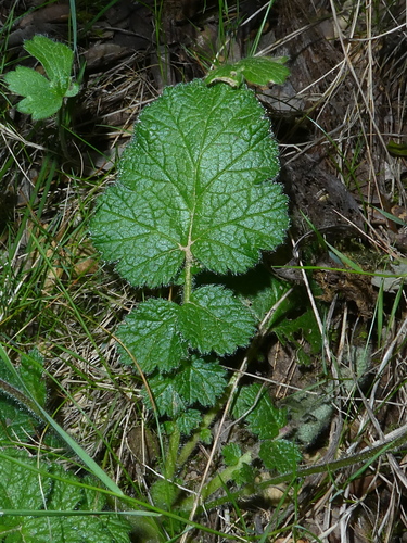 Image of Geum sylvaticum by (c) Bastien Alegot, some rights reserved (CC BY)