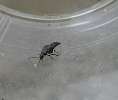 Philonthus decorus
