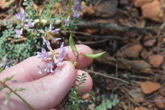 Astragalus distortus