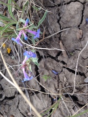 Penstemon nitidus