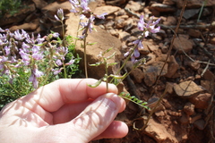 Astragalus distortus