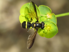 Xanthogramma marginale