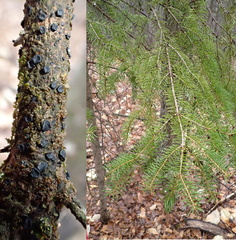 Tryblidiopsis magnesii