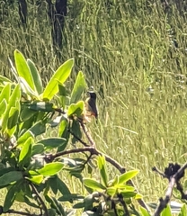 Anthreptes anchietae