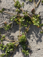 Alternanthera maritima