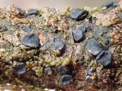 Tryblidiopsis magnesii