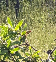 Anthreptes anchietae