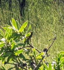 Anthreptes anchietae