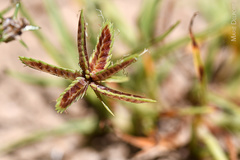 Cyperus rubicundus