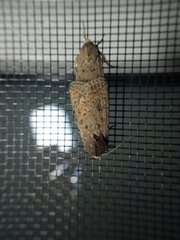 Caradrina clavipalpis