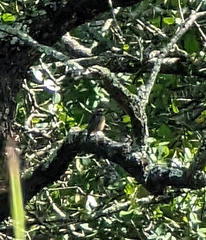 Monticola angolensis