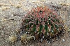 Ferocactus latispinus