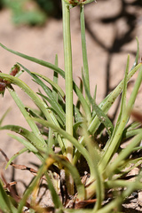 Cyperus rubicundus