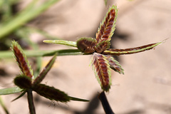 Cyperus rubicundus