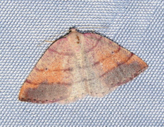 Drepanulatrix carnearia