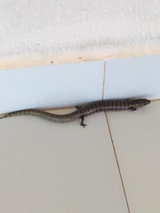 Diploglossus lessonae