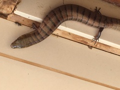 Diploglossus lessonae