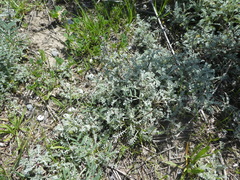 Artemisia caerulescens gallica