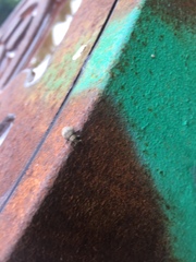 Pseudocneorhinus bifasciatus