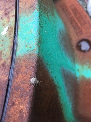 Pseudocneorhinus bifasciatus